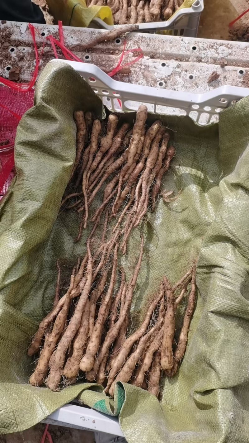 铁棍山药豆苗，种源纯正，各类规格都有，产地直发，代发全国