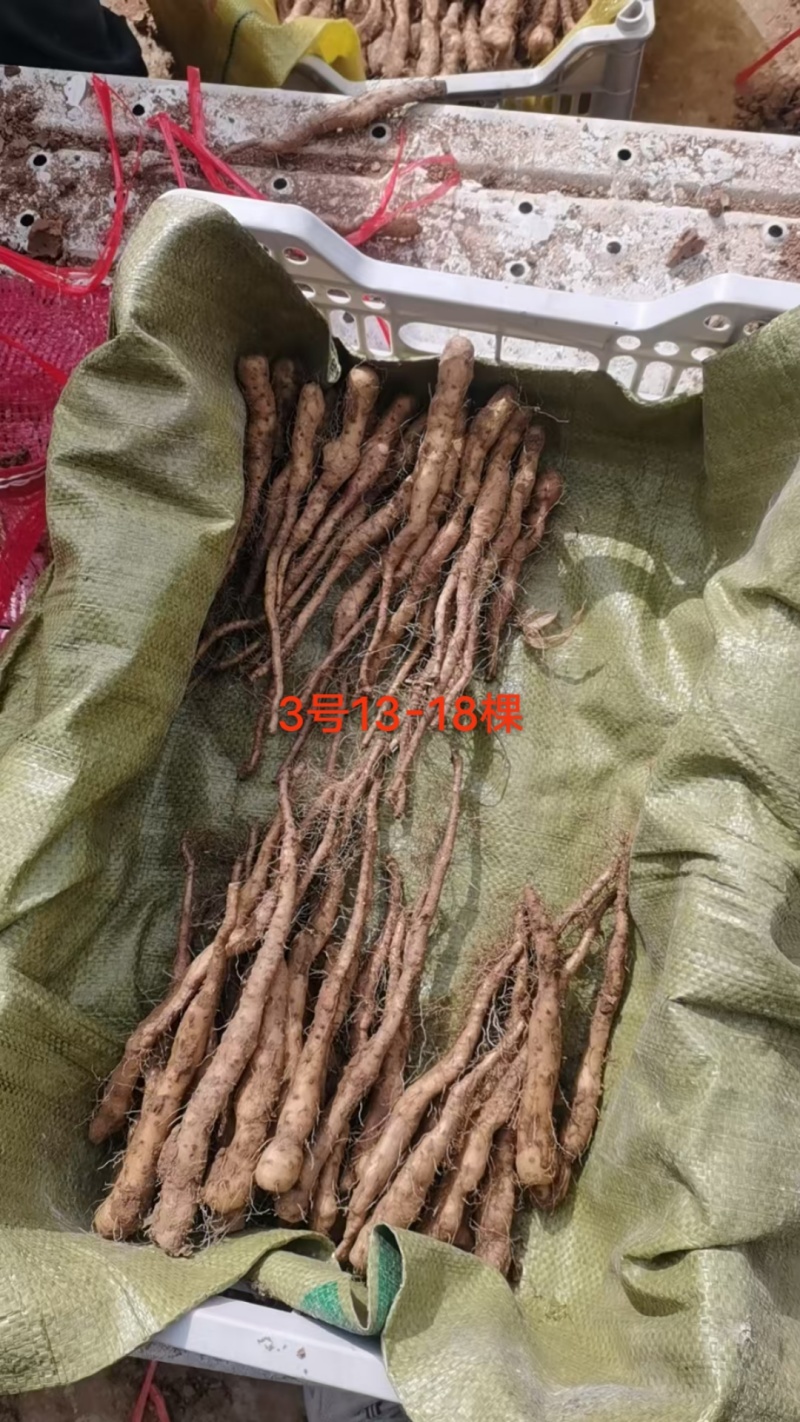 铁棍山药豆苗，种源纯正，各类规格都有，产地直发，代发全国