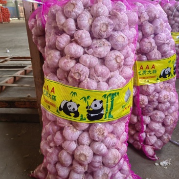 金乡大蒜紫皮蒜/杂交大蒜/提供配资/专业为你服务