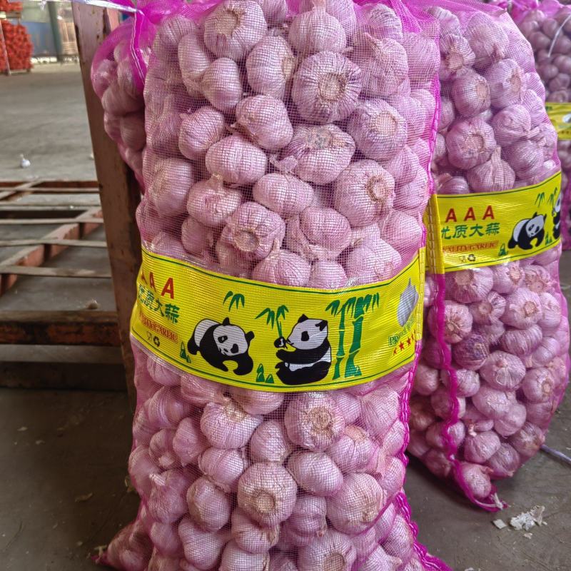 金乡大蒜紫皮蒜/杂交大蒜/提供配资/专业为你服务