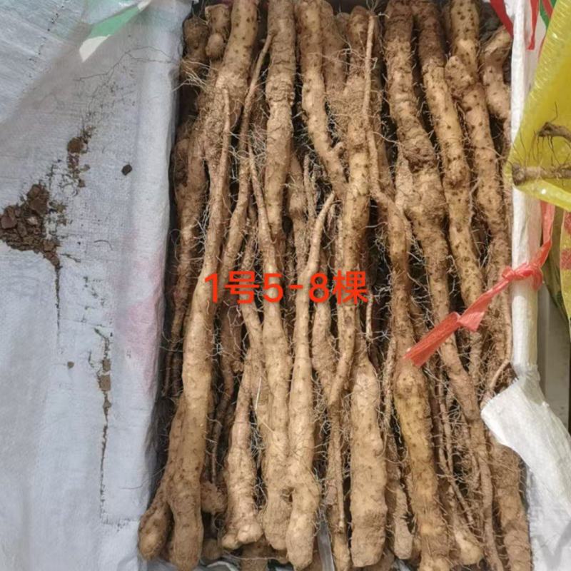 铁棍山药豆苗，种源纯正，各类规格都有，产地直发，代发全国