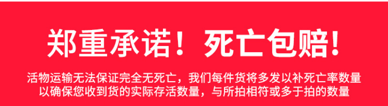 广东直销鳜鱼苗桂花鱼苗饲料桂鱼苗批发品质保证