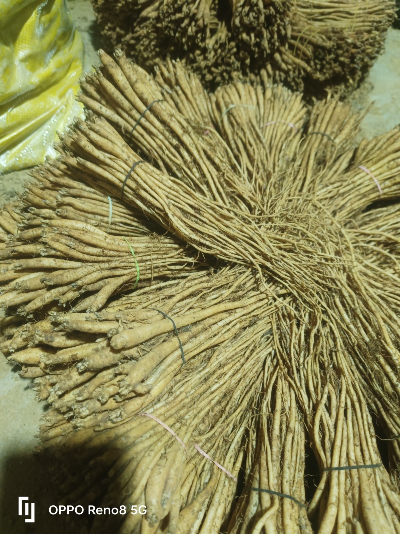 精品贵州黄党种子