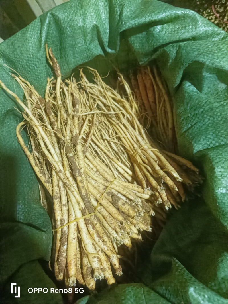 精品贵州黄党种子