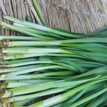 精品韭菜需要联系。大量上市的。