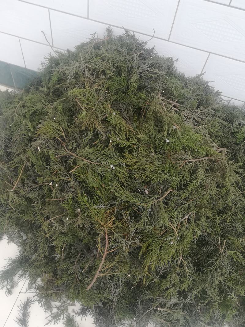 圆柏叶