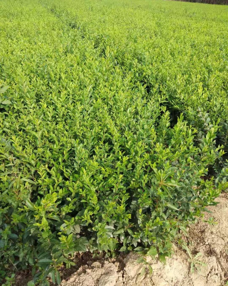 水蜡容器苗绿叶水蜡杯苗陕西水蜡基地规格品种齐全