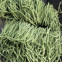 精品无丝豆大量上市中，基地直发，电商供货。
