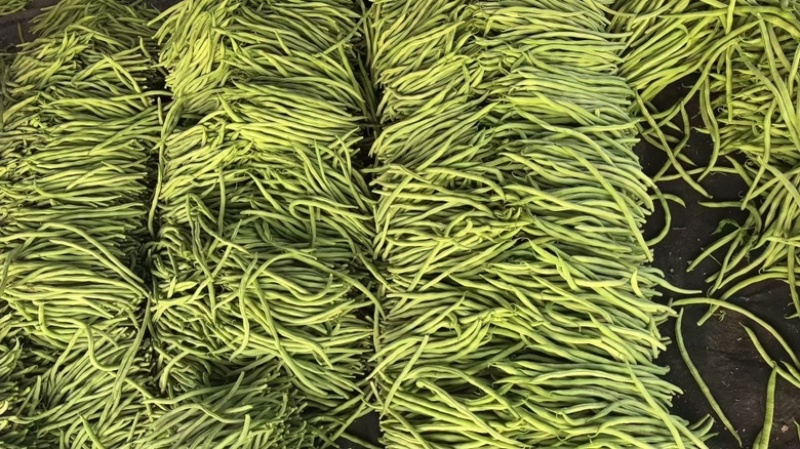 精品无丝豆大量上市中，基地直发，电商供货。