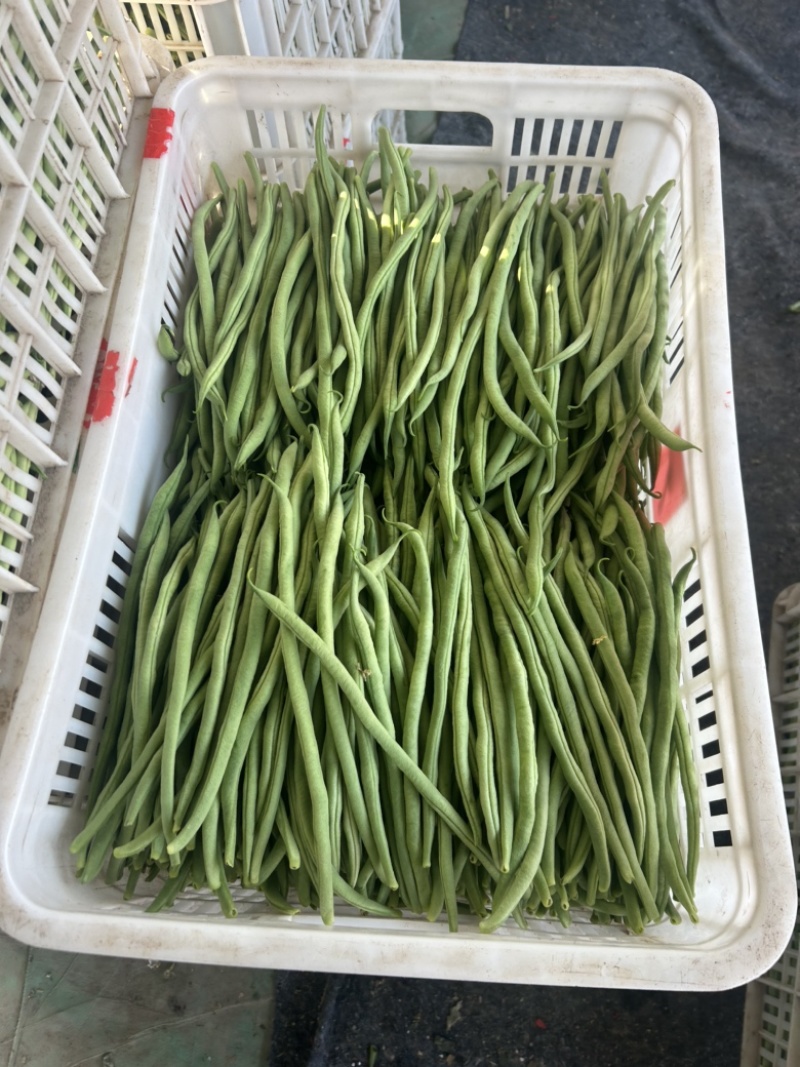 精品无丝豆大量上市中，基地直发，电商供货。