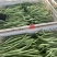 精品无丝豆大量上市中，基地直发，电商供货。