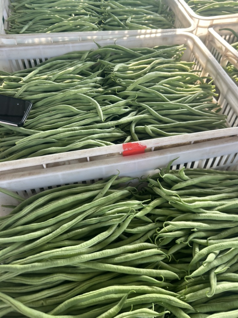 精品无丝豆大量上市中，基地直发，电商供货。