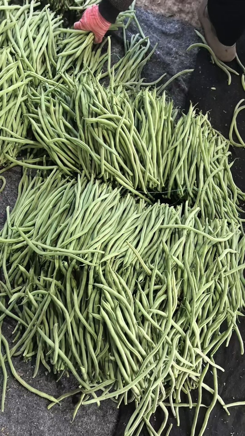 精品无丝豆大量上市中，基地直发，电商供货。