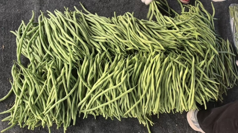 精品无丝豆大量上市中，基地直发，电商供货。