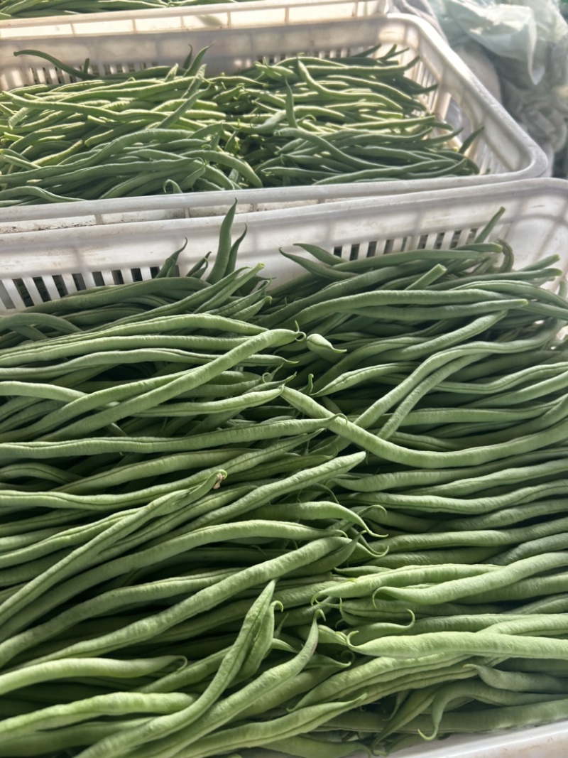 精品无丝豆大量上市中，基地直发，电商供货。