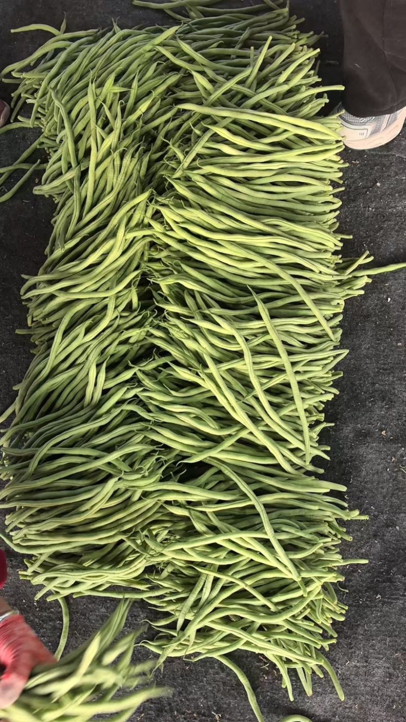 精品无丝豆大量上市中，基地直发，电商供货。