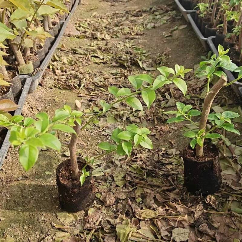 福建漳州基地直发苹果花三角梅