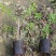 福建漳州基地直发苹果花三角梅