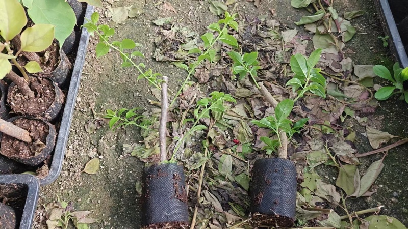 福建漳州基地直发苹果花三角梅