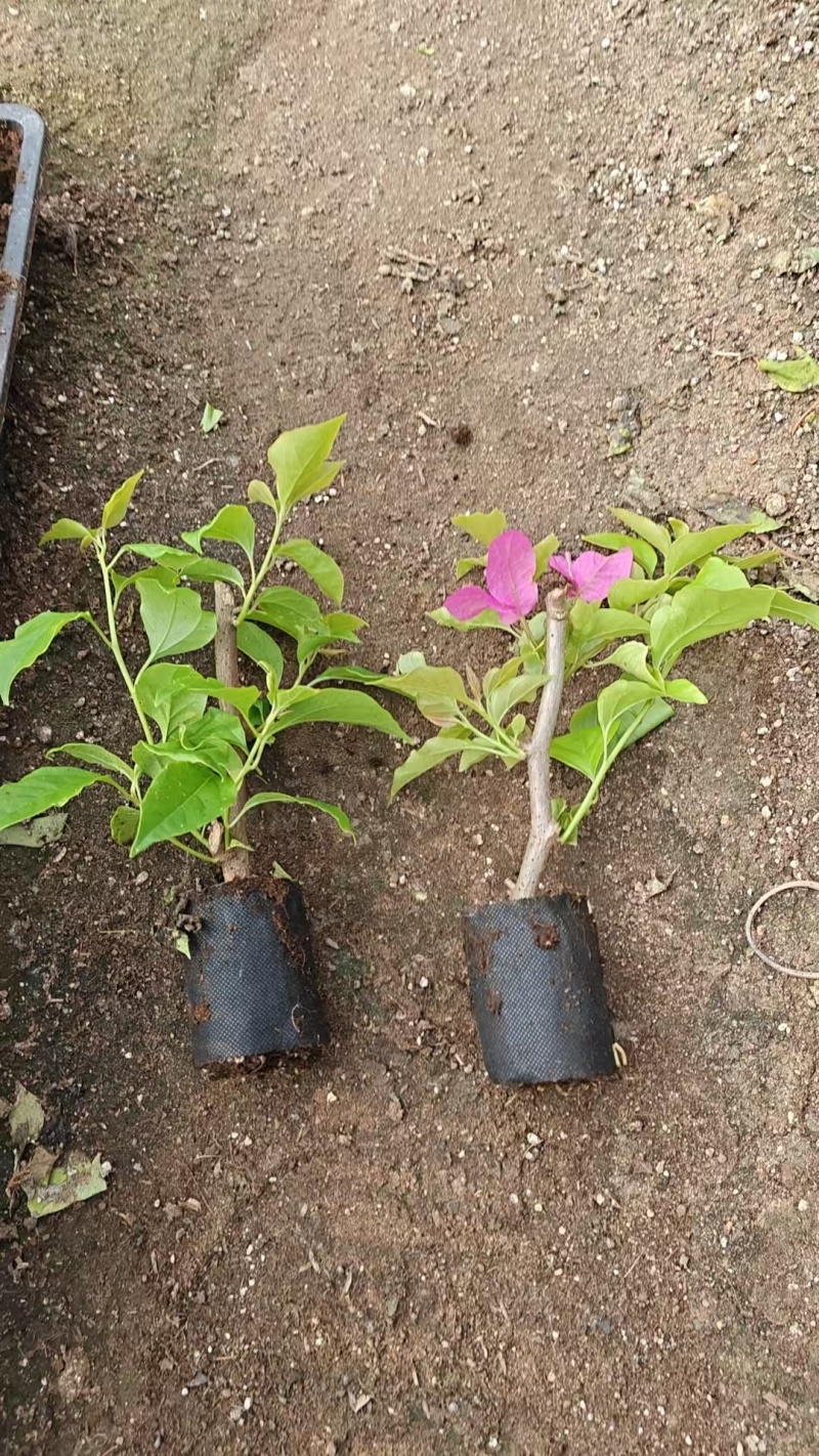 福建漳州基地直发口红三角梅