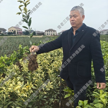 金丝蜜橙苗，西瓜橙苗