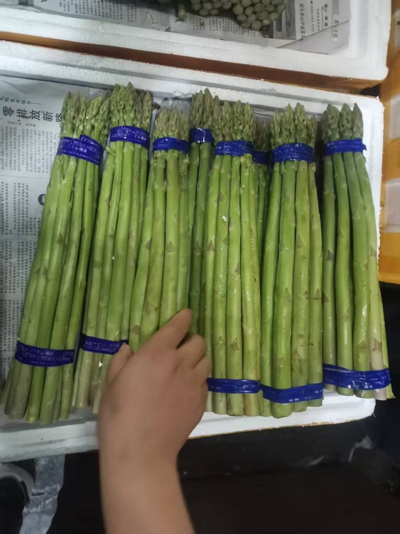 芦笋货源充足，产地直发，诚信经营，欢迎客商来电