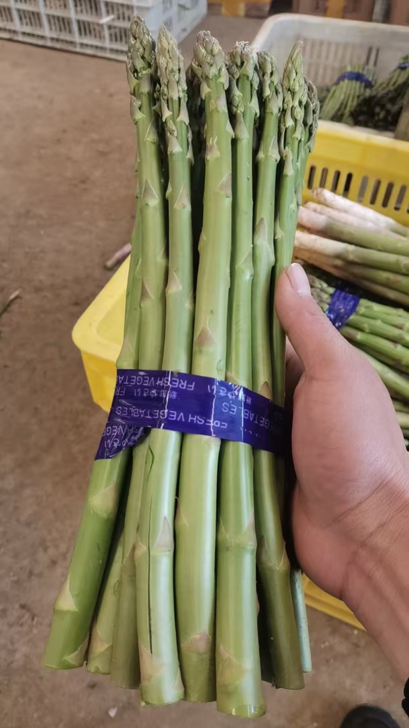 芦笋货源充足，产地直发，诚信经营，欢迎客商来电