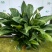 大盆白掌一帆风顺盆栽带花水培植物花卉办公室内绿植好养
