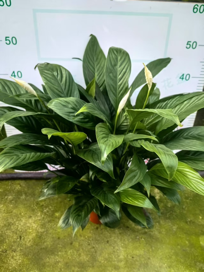 大盆白掌一帆风顺盆栽带花水培植物花卉办公室内绿植好养