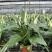 大盆白掌一帆风顺盆栽带花水培植物花卉办公室内绿植好养