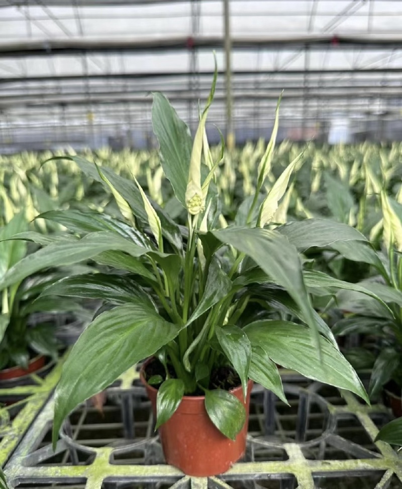 大盆白掌一帆风顺盆栽带花水培植物花卉办公室内绿植好养