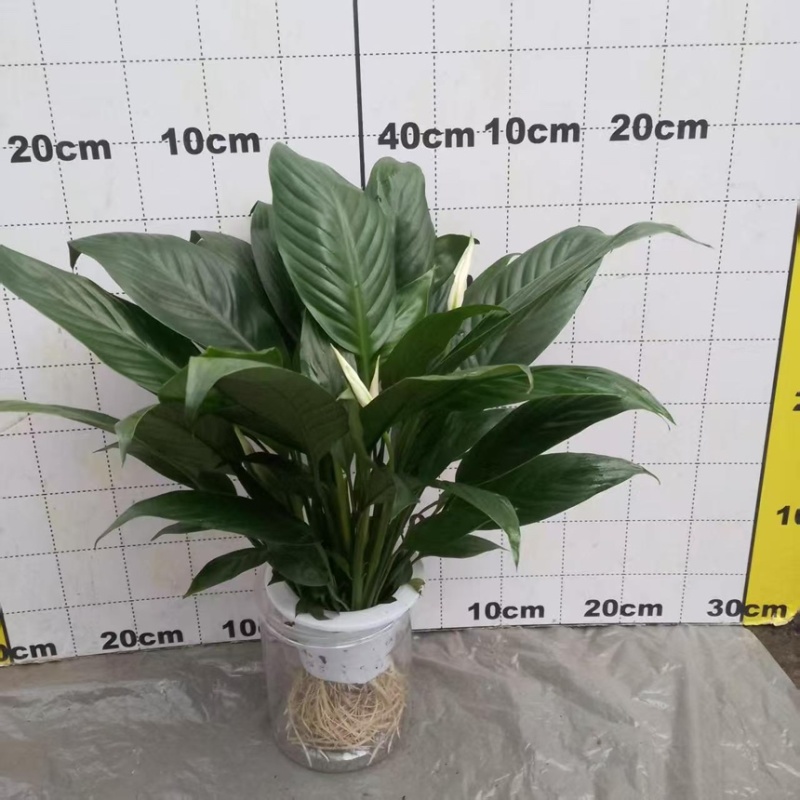 大盆白掌一帆风顺盆栽带花水培植物花卉办公室内绿植好养