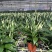 大盆白掌一帆风顺盆栽带花水培植物花卉办公室内绿植好养