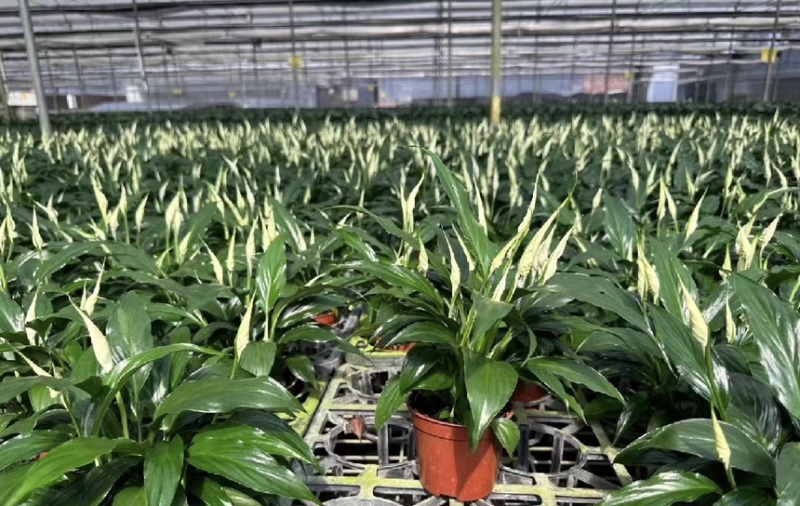 大盆白掌一帆风顺盆栽带花水培植物花卉办公室内绿植好养