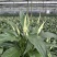 大盆白掌一帆风顺盆栽带花水培植物花卉办公室内绿植好养