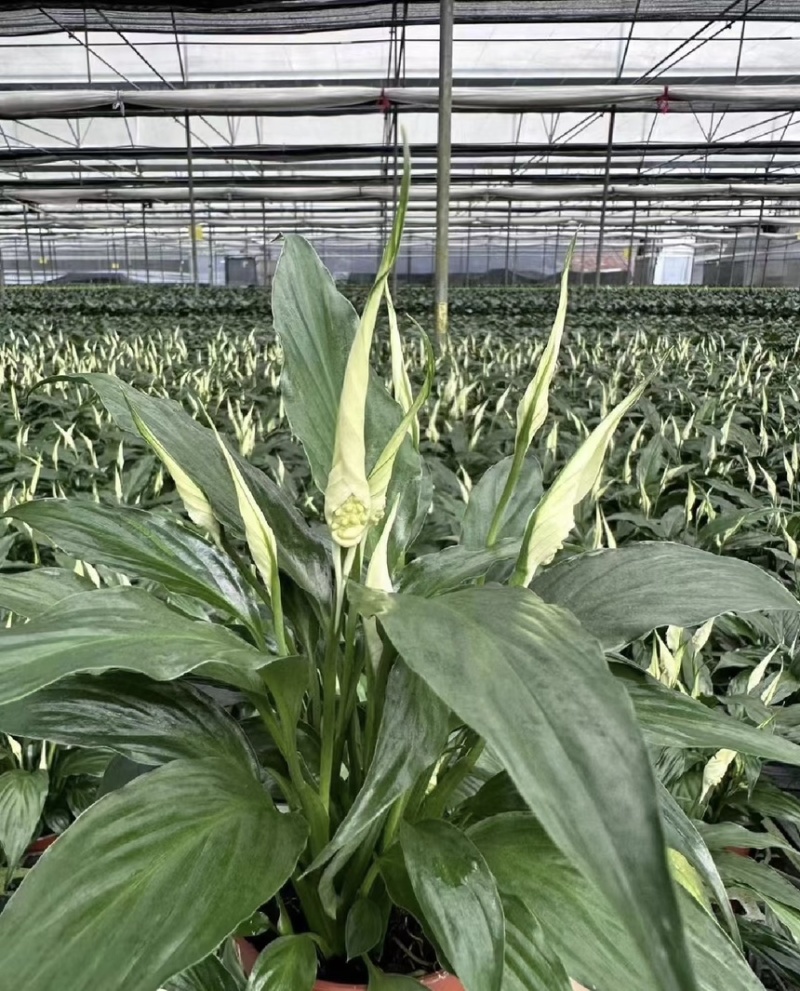 大盆白掌一帆风顺盆栽带花水培植物花卉办公室内绿植好养