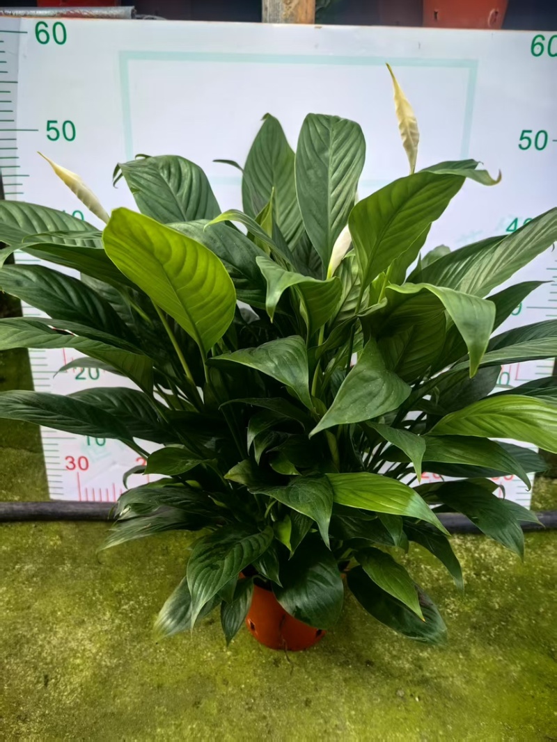 大盆白掌一帆风顺盆栽带花水培植物花卉办公室内绿植好养