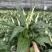 大盆白掌一帆风顺盆栽带花水培植物花卉办公室内绿植好养