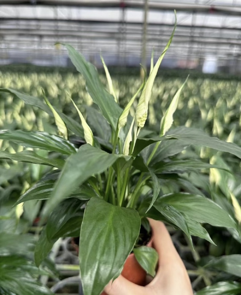 大盆白掌一帆风顺盆栽带花水培植物花卉办公室内绿植好养
