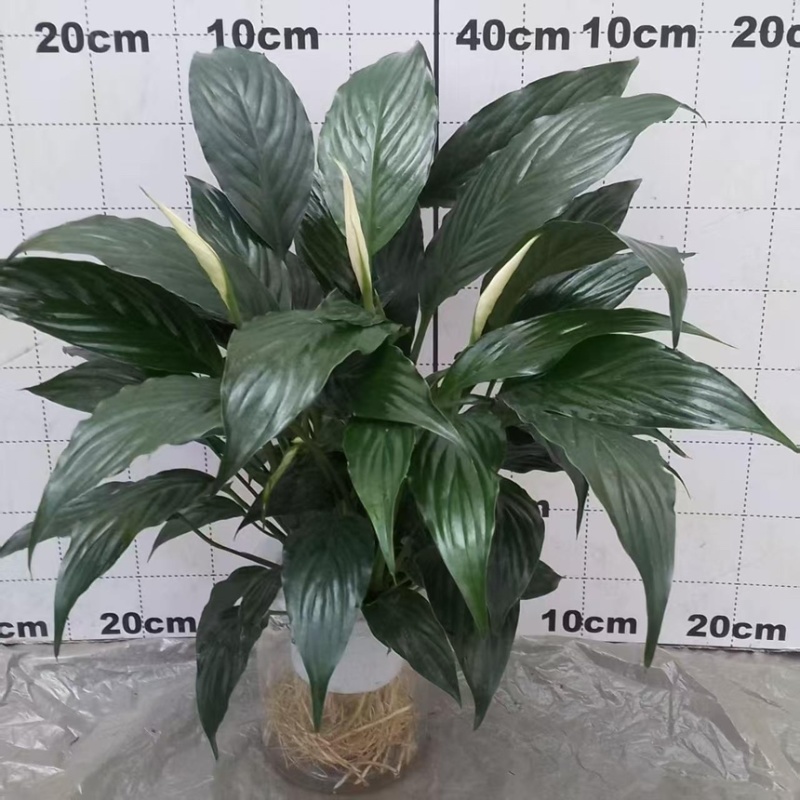 大盆白掌一帆风顺盆栽带花水培植物花卉办公室内绿植好养
