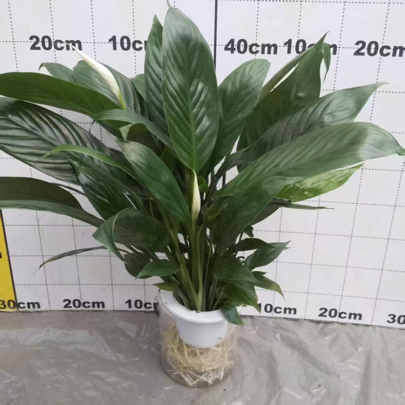 大盆白掌一帆风顺盆栽带花水培植物花卉办公室内绿植好养