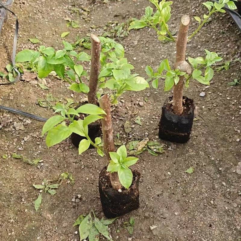 福建漳州基地直发粉茉莉三角梅