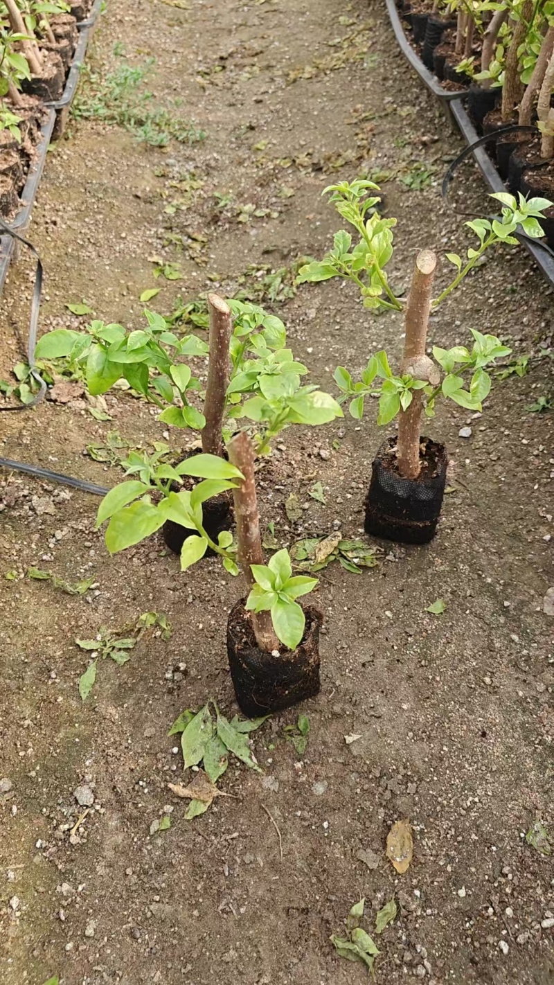 福建漳州基地直发粉茉莉三角梅