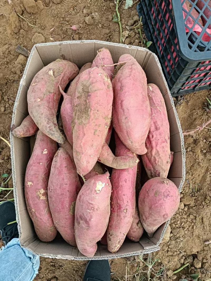 广东湛江西瓜红红薯产地发货一手货源批发品质保证价格美丽