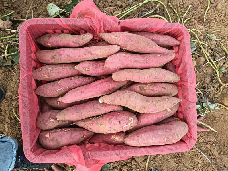 广东湛江西瓜红红薯产地发货一手货源批发品质保证价格美丽