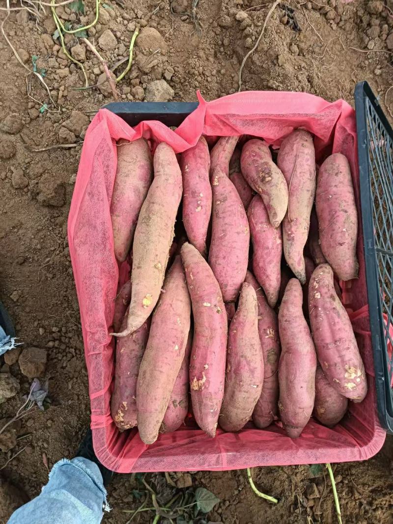 广东湛江西瓜红红薯产地发货一手货源批发品质保证价格美丽
