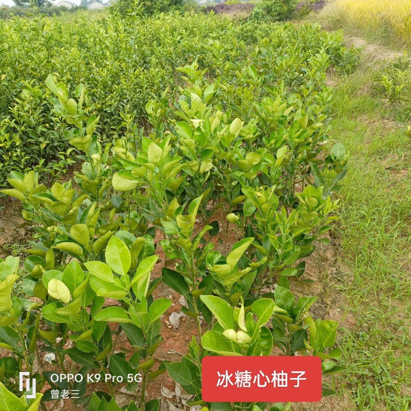 冰糖心柚苗