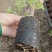福建漳州基地直发浅紫三角梅