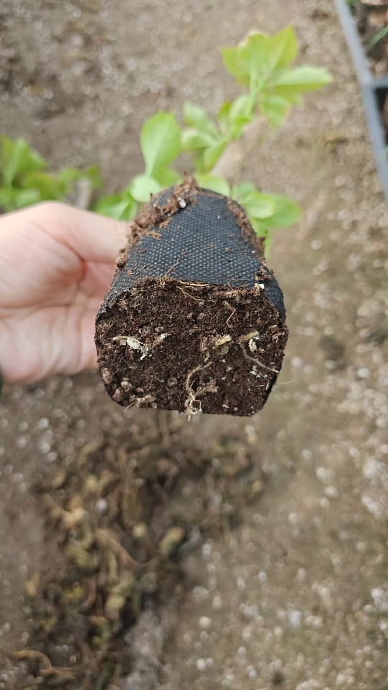 福建漳州基地直发佩德罗三角梅