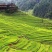 大米/广西香米/籼米/高山梯田一季新米/留胚米